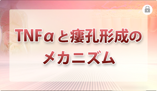 TNFαと瘻孔形成のメカニズム