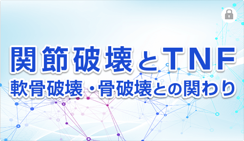 関節破壊とTNF－軟骨破壊・骨破壊との関わり－