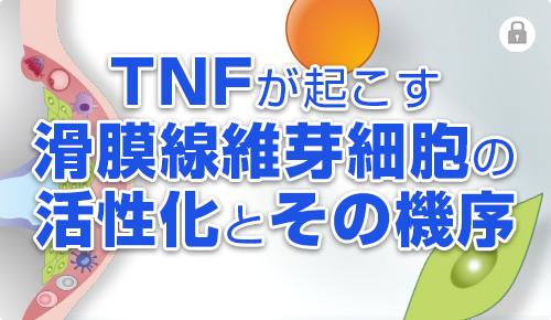 TNFが起こす滑膜線維芽細胞の活性化とその機序